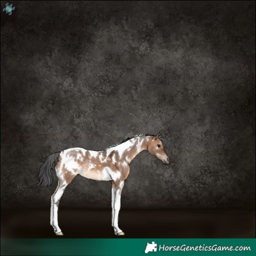 Horse Color:White Spotted Brown Dun Tobiano 