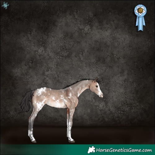 Horse Color:White Spotted Brown Dun Sabino 