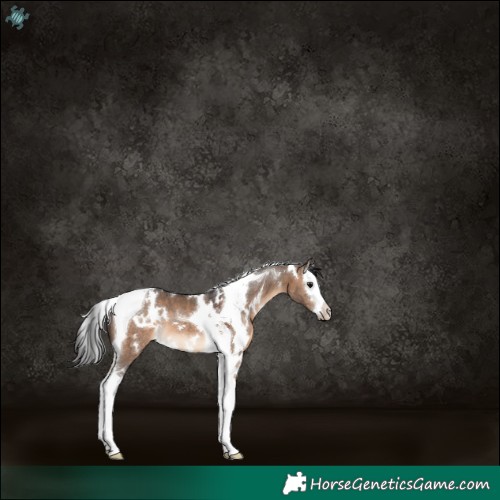 Horse Color:White Spotted Brown Dun Splash Tobiano 