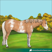 Horse Color:White Spotted Chestnut Splash 