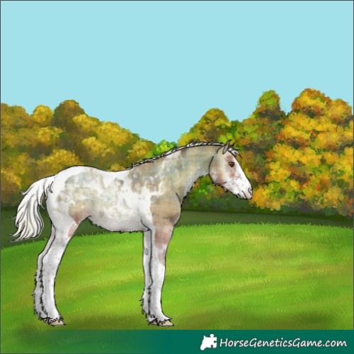 Horse Color:Plaid  Silver Amber Champagne Ice Onyx Sabino Tobiano Rabicano 