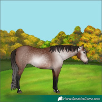 Horse Color:Gray Bay 