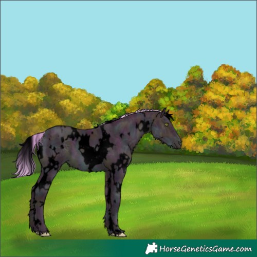 Horse Color:Void Watercolor White Spotted Midnight Gold Champagne Ice 