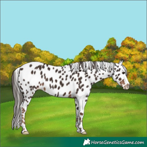 Horse Color:Liver Chestnut Appaloosa 