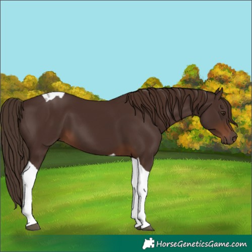 Horse Color:Liver Chestnut Tobiano 