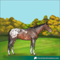 Horse Color:Brown Sabino Appaloosa Rabicano