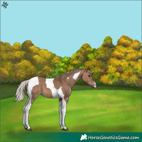 Horse Color:Silver Bay Dun Tobiano 