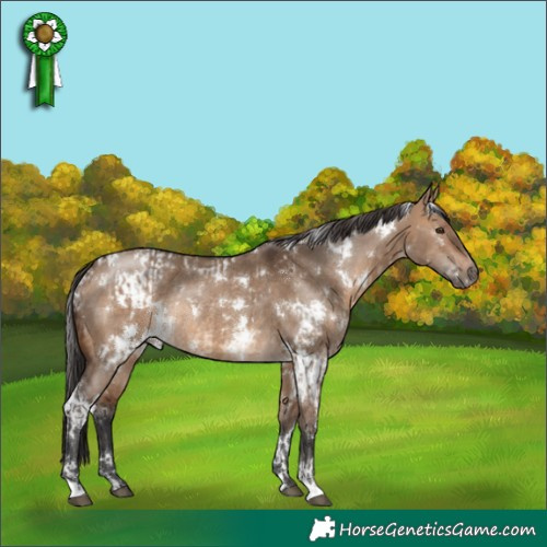 Horse Color:White Spotted Brown Dun Rabicano  and White Spotted Brown Dun Rabicano 