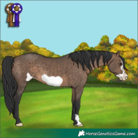 Horse Color:Brown Dun Frame