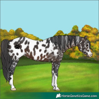 Horse Color:Brown Appaloosa 