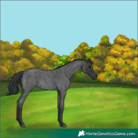 Horse Color:Blue Roan Rabicano and Blue Roan Rabicano
