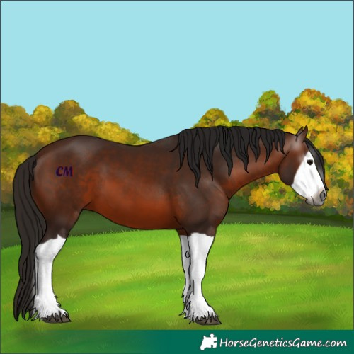 Horse Color:Unknown 
