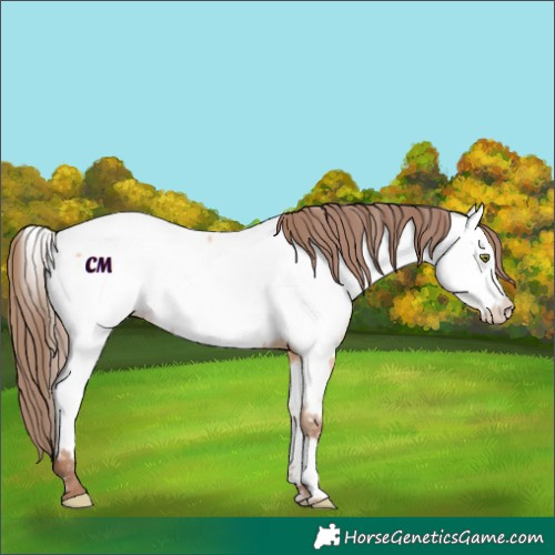 Horse Color:Unknown 