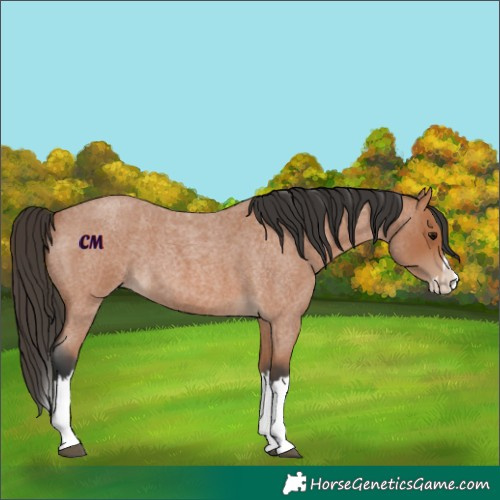 Horse Color:Unknown 