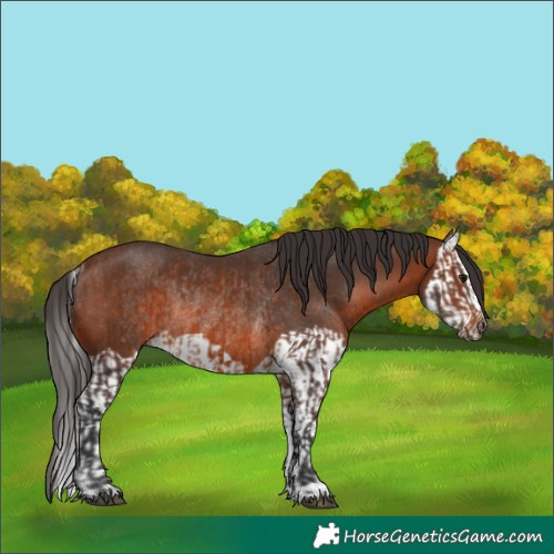 Horse Color:Brown Rabicano  and Brown Splash Rabicano 