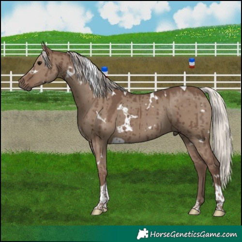 Horse Color:White Spotted Silver Grullo Tobiano Brindle 