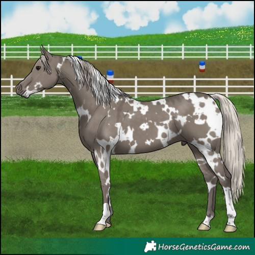 Horse Color:White Spotted Silver Grullo 