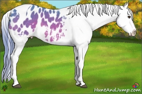 Horse Color:Watercolor Bay Splash Tobiano Appaloosa 