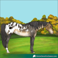 Horse Color:Buckskin Blanket 