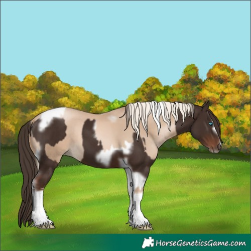 Horse Color:Chocolate Palomino Pearl Tobiano Frame and Liver Chestnut Tobiano Frame
