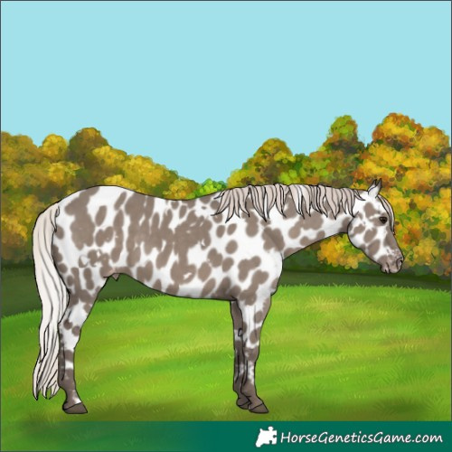 Horse Color:White Spotted Silver Grullo Appaloosa 