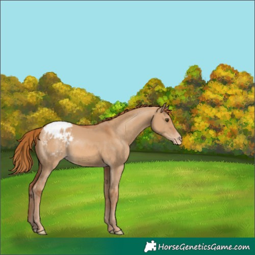 Horse Color:Red Dun Appaloosa 