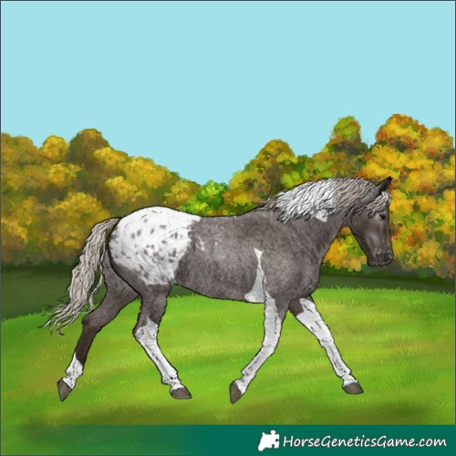 Horse Color:Gray Silver Blue Roan Tobiano Appaloosa 