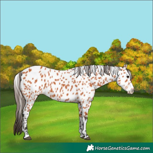 Horse Color:Bay Appaloosa 