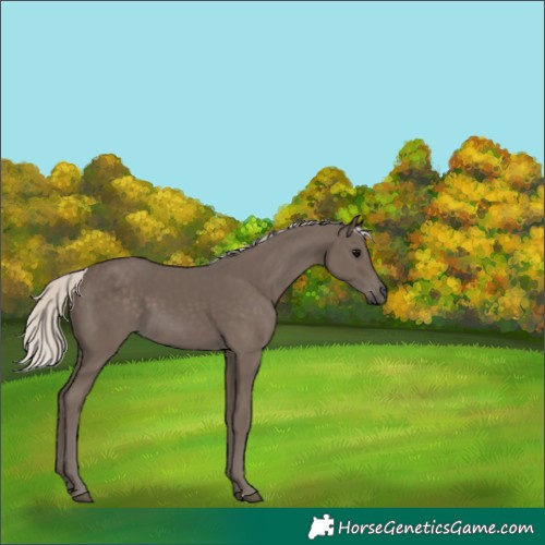 Horse Color:Silver Black 