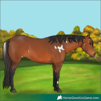Horse Color:White Spotted Bay 
