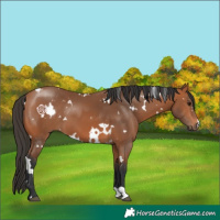 Horse Color:White Spotted Bay 