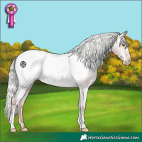 Horse Color:Silver Sable Champagne Appaloosa 