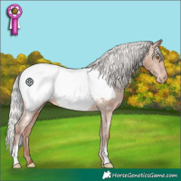 Horse Color:Silver Sable Champagne Appaloosa