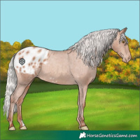 Horse Color:Silver Sable Champagne Appaloosa 