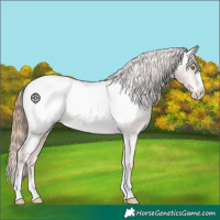 Horse Color:Gold Champagne Snowcap 