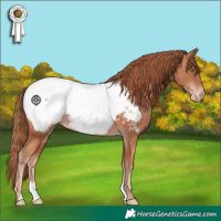 Horse Color:Gold Champagne Snowcap 
