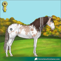 Horse Color:White Spotted Amber Champagne Splash Appaloosa 