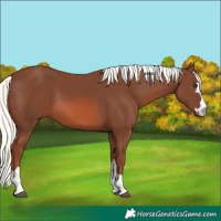 Horse Color:Chestnut Mushroom 