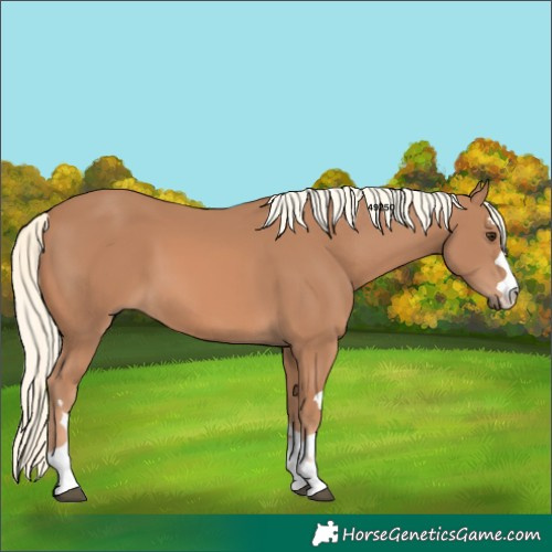 Horse Color:Chestnut Mushroom