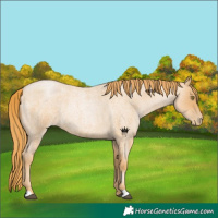 Horse Color:Red Roan Pearl 