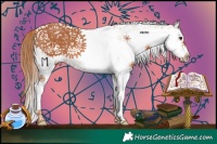 Horse Color:White Spotted Chestnut 