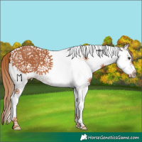 Horse Color:White Spotted Chestnut 