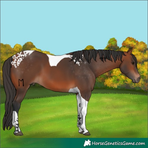 Horse Color:Bay Tobiano 
