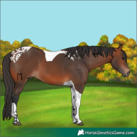 Horse Color:Bay Tobiano 