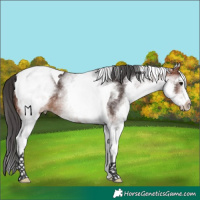 Horse Color:White Spotted Bay Tobiano 