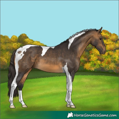 Horse Color:Buckskin Tobiano 