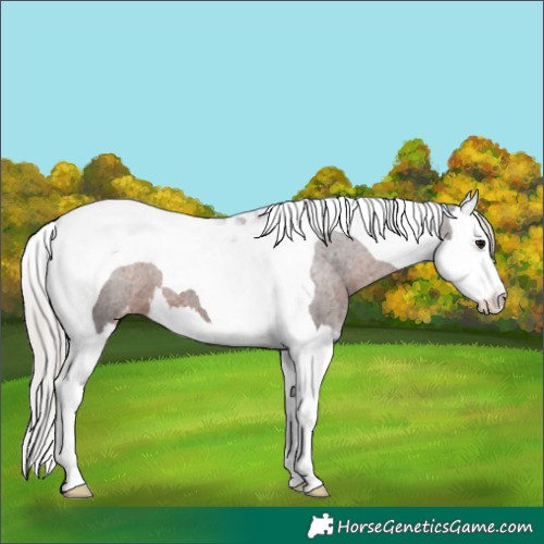 Horse Color:Silver Brown Splash Tobiano Appaloosa 