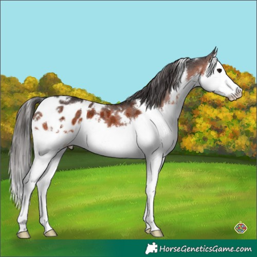 Horse Color:White Spotted Brown Splash Appaloosa 