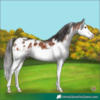 Horse Color:White Spotted Brown Splash Appaloosa 