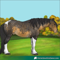Horse Color:Buckskin Tobiano Appaloosa Rabicano
